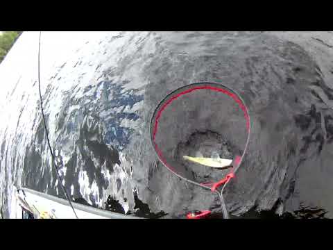 KUHAT KYYTIIN TUULISELLA KELILLÄ | JIGIKALASTUS