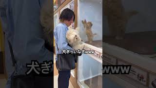 よろこぶ子犬と嫌がるもふ犬