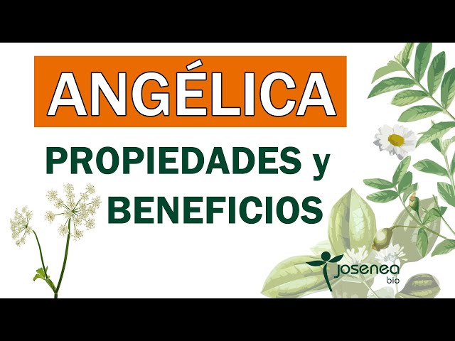 Vídeo relacionado con ANGELICA ARCHANGELICA * La Hierba de Los Angeles * 60 cápsulas/ 425mg que corresponden a 1500mg de raíz seca * Extracto concentrado 4:1 de raíz de angélica * Digestión