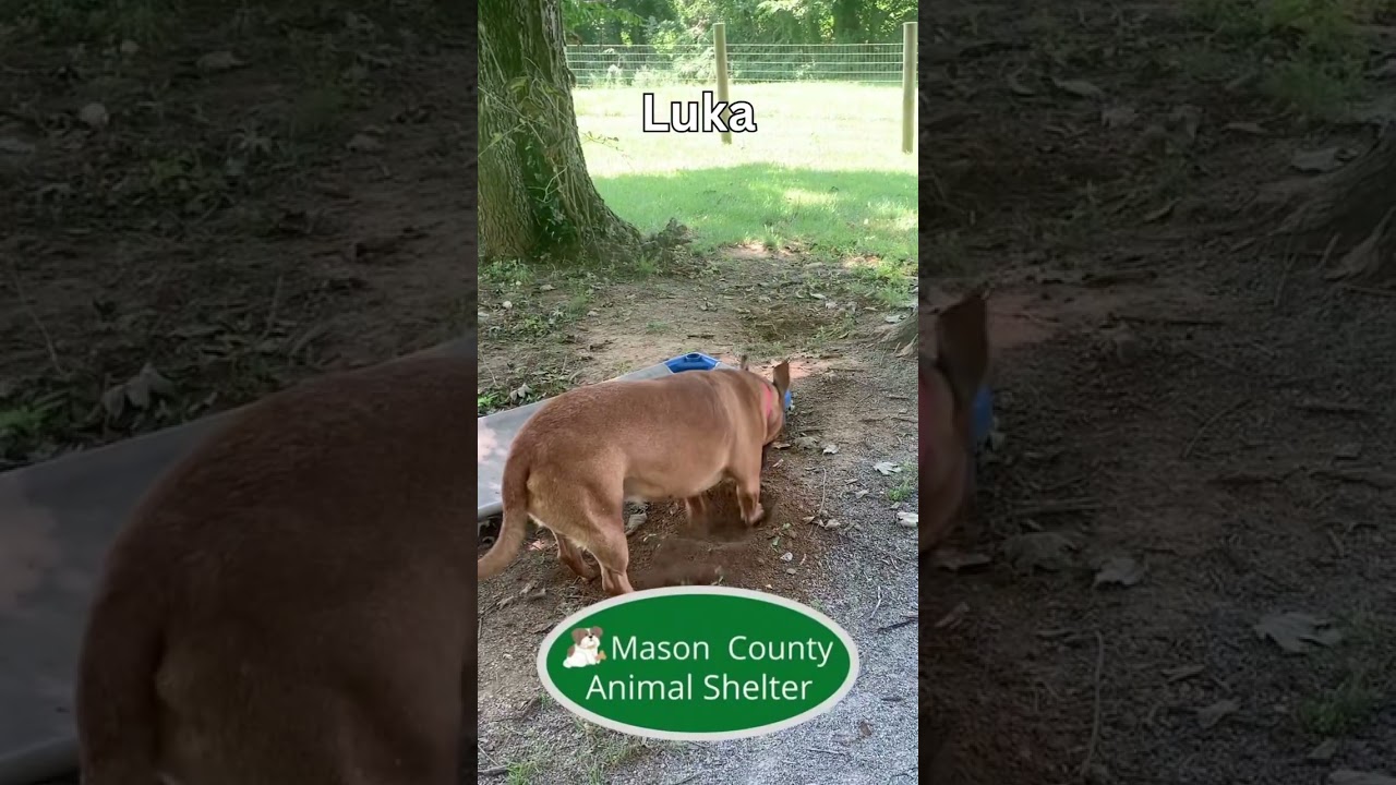 Enlarge Luka, a Adopted mixed breed in Maysville, KY video 3/3