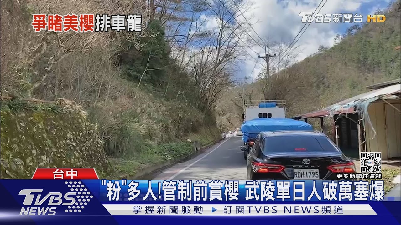 「粉」多人！管制前賞櫻　武陵單日人破萬塞爆