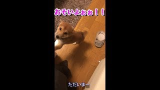 #豆柴#豆吉#柴犬#shibainu　ご主人様の帰宅すると喜び過ぎて・・・♪