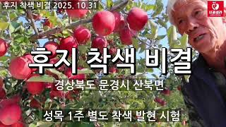 [사과재배] 2025 후지 착색 비결 (착색5부)/문경시 산북면 허영목님 과원