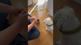 チビの日常🐶 #いぬのいる生活 #犬のいる暮らし #犬 #youtube #チャンネル登録お願いします