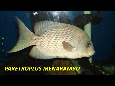 Paretroplus menarambo