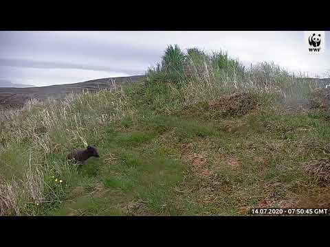 Naali näyttäytyy Luontoliven naalikamerassa