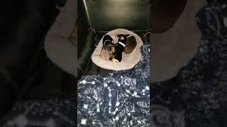 Miniature Pinscher Puppies Videos