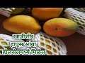 Hapus Mango Hapus Amba