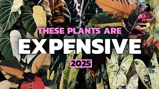 Why these plants are STILL expensive...