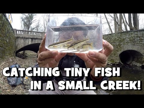 Catching TINY FISH in a SMALL CREEK!!! The Search for the "Waterfall Fish" begins! (Jenkintown, PA)