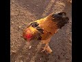 ROOSTER ATTACK!