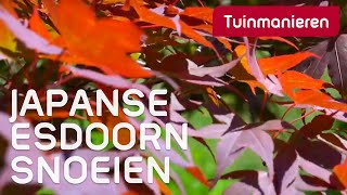 De Japanse Esdoorn snoeien in de zomer. Hoe doe je dat? | Snoeien | Tuinmanieren