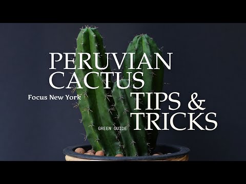 Peruvian Apple Cactus Hallucinations