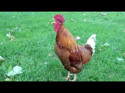 Rooster crowing in the early morning - Rooster wake up call in the morning !