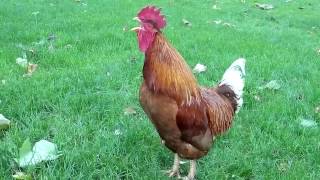Rooster Crowing In The Morning - Rooster Sounds Effect