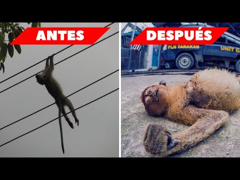 Impactante: 15 Animales Electrocutados Captados en Cámara