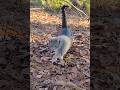 Cat Meowing Adorable Gray Tabby Cat Shorts