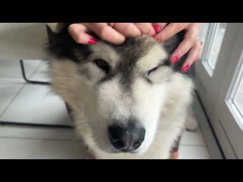 My Dog Broke His Head! Hot Spots And How We Fix Them!!