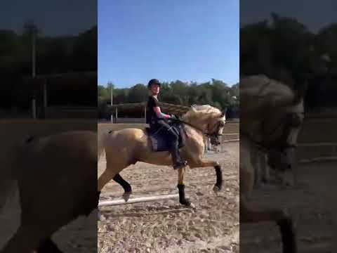 PALOMINO PRE 170 cm Born 2014 - Piro free.