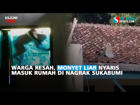 Warga Resah, Monyet Liar Nyaris Masuk Rumah di Nagrak Sukabumi