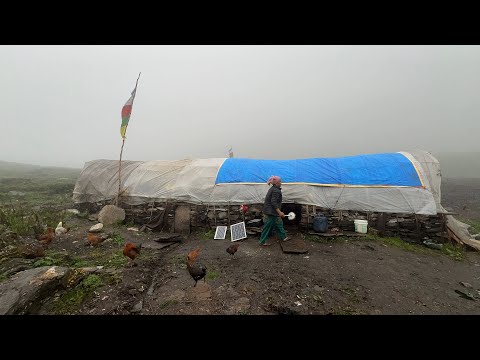 Himalayan Shepherds Life In Dolpa || Most Beautiful And Peaceful Life In Nepal || Full Documentary.