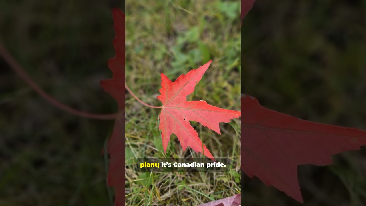 The Truth About Canada's Maple Leaf