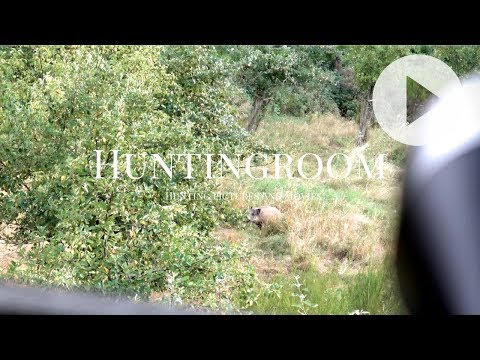 Sau bei bestem Licht EVER! - A HUNTINGROOM Story #12