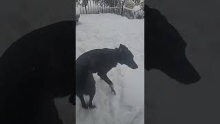 Video preview image #1 American Pit Bull Terrier-Unknown Mix Puppy For Sale in Stevens Point, WI, USA