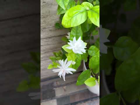 Stop and smell the flowers. 🌈🌼🌺