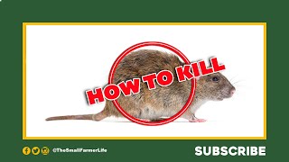 How To Make Sure You Kill All "Rats" - Simple & Cheap 💀💀💀