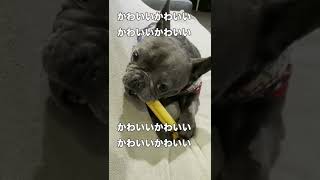 可愛すぎるフレンチブルドッグを呼んでみる