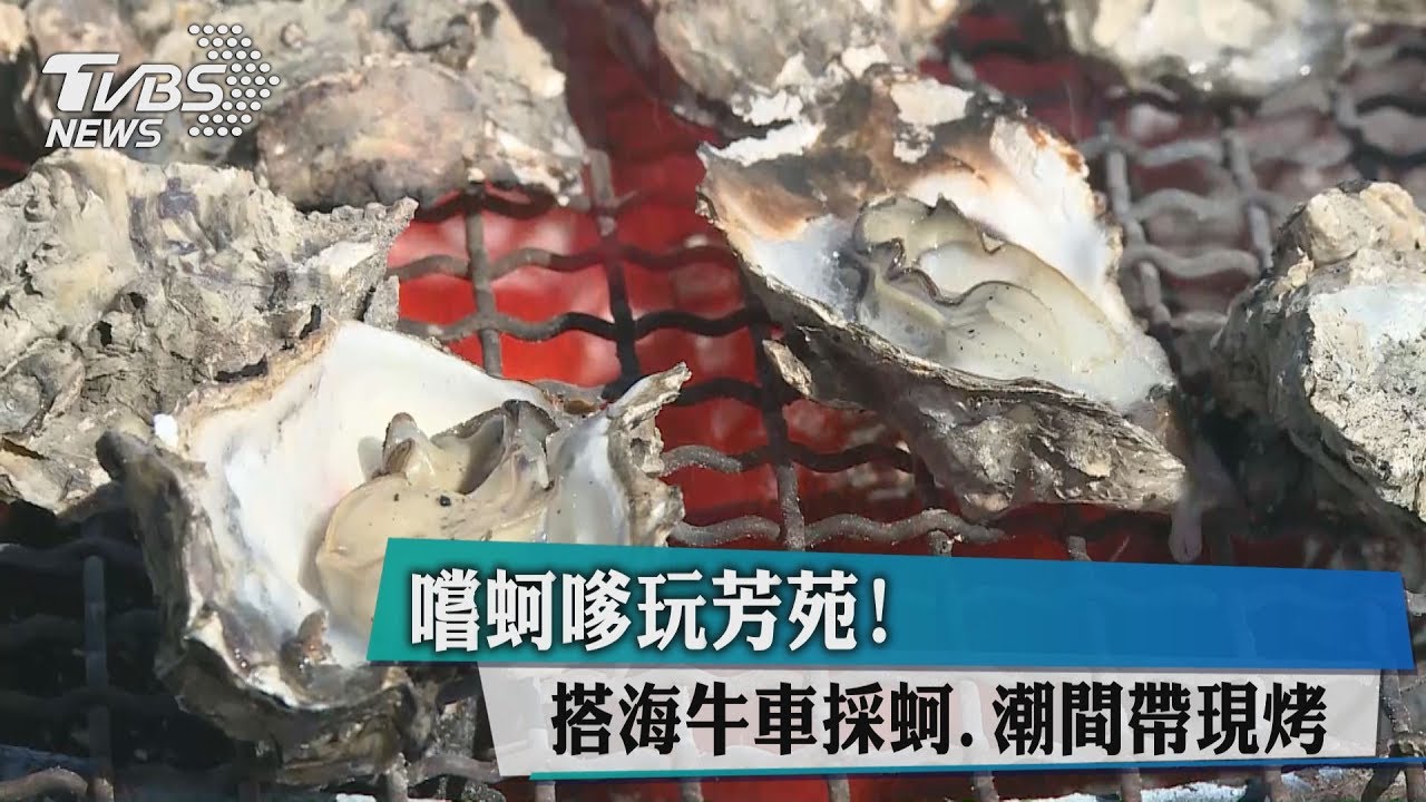 嚐蚵嗲玩芳苑! 搭海牛車採蚵、潮間帶現烤