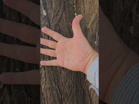 Roraima video218 SANTA BÁRBARA CINAMOMO #roraima #boavista #br174  @arvoredosaber