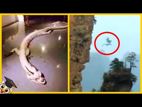 10 dragons caught on camera