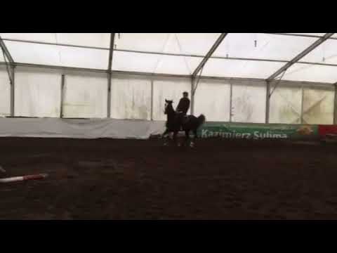 5 yo gelding  by Connor-Casall/ Calando I