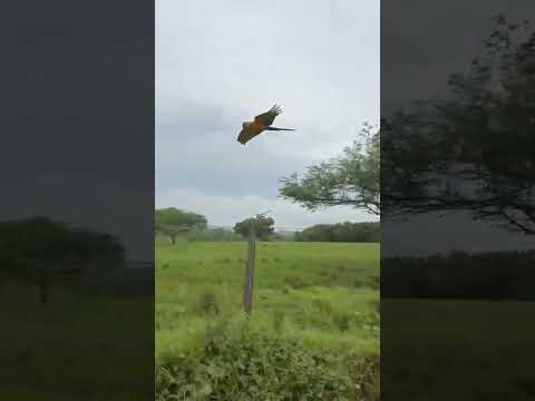 Zona rural de La Apartada, Cordoba...❤️🇨🇴