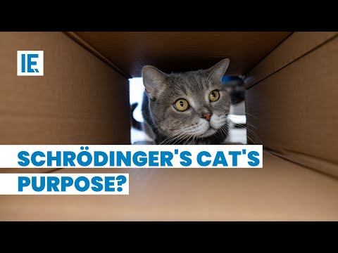 What does Schrödinger's Cat explain to us?