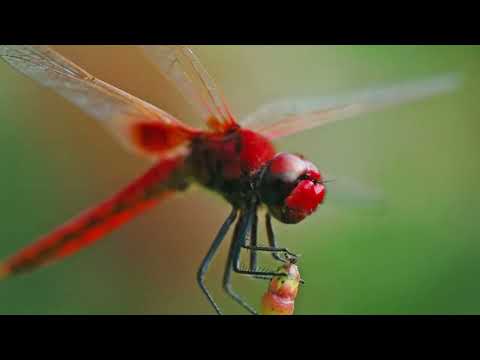 LIBÉLULA - INSETO Poderoso e aliado a SAÚDE HUMANA