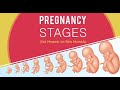 Having A Baby Stages Of Pregnancy