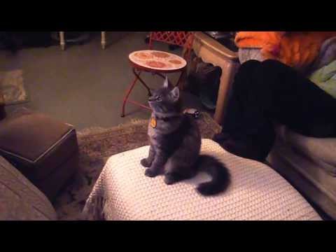 My cat can see angels!!! - YouTube
