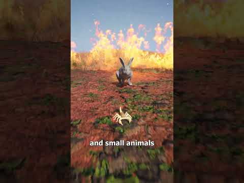 The Firehawks That Spread Wildfires 😨