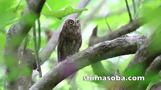 リュウキュウコノハズク営巣中(動画あり)