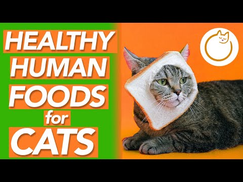 Human Foods Cats Can Eat - HEALTHY FOODS!