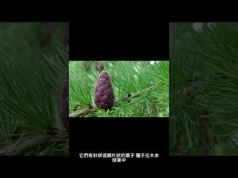 闊葉樹種