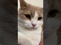 Mau Mau