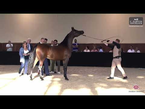 N 62 NOHIBA REGALIS   Italian Nationals 2023   Mares 4 6 Years Old Class 7B