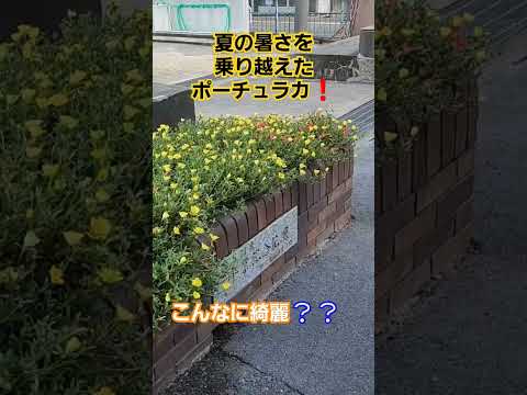 霜に強い植物