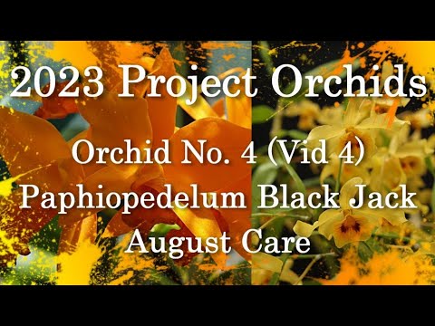 2023 Project Orchids - Paphiopedilum Black Jack (Vid 4)