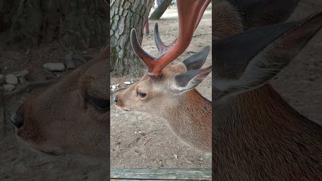 Nara Deer | A Close Encounter in Japan's Ancient Capital