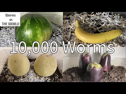 What will 10,000 Worms do to food?